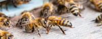 Beehive Removal Melbourne image 7